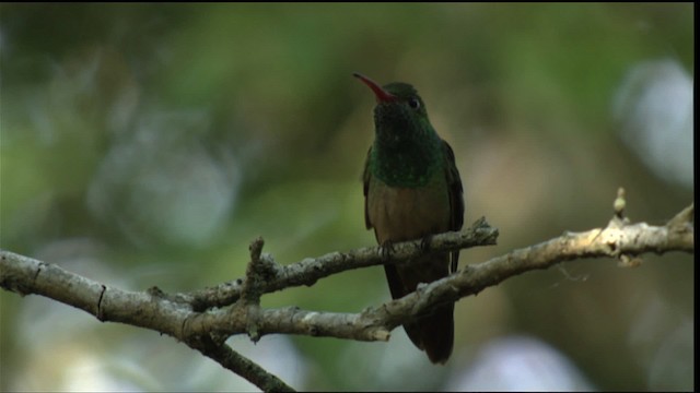 kolibřík yukatanský (ssp. cerviniventris/chalconota) - ML410487