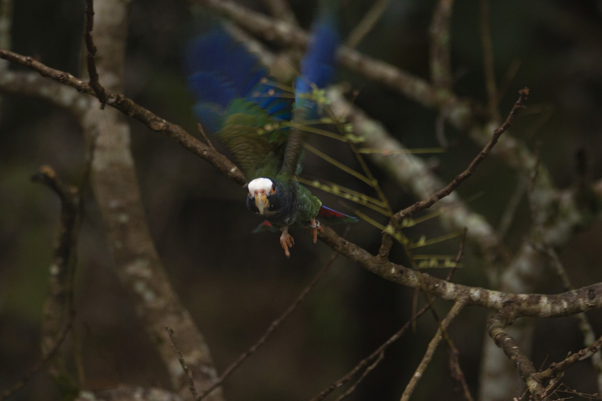 White-crowned Parrot - ML410487051