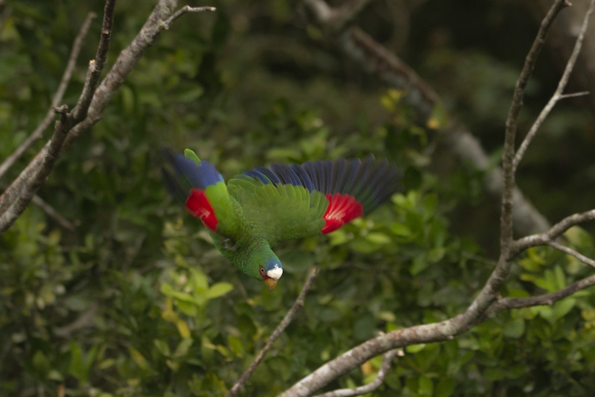 White-fronted Parrot - ML410487191