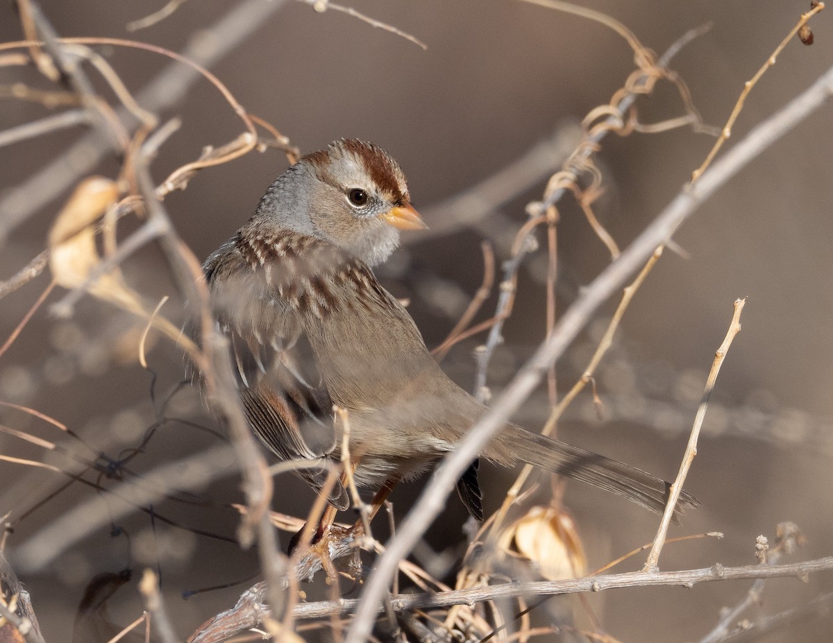 White-crowned Sparrow - ML410487921