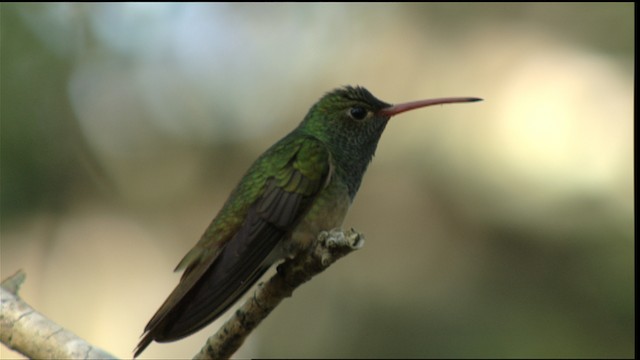 kolibřík yukatanský (ssp. cerviniventris/chalconota) - ML410489