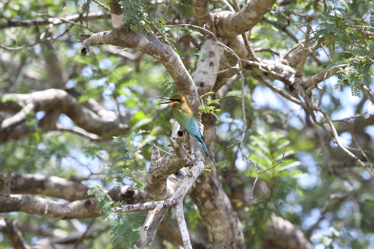 Blue-tailed Bee-eater - ML41049151