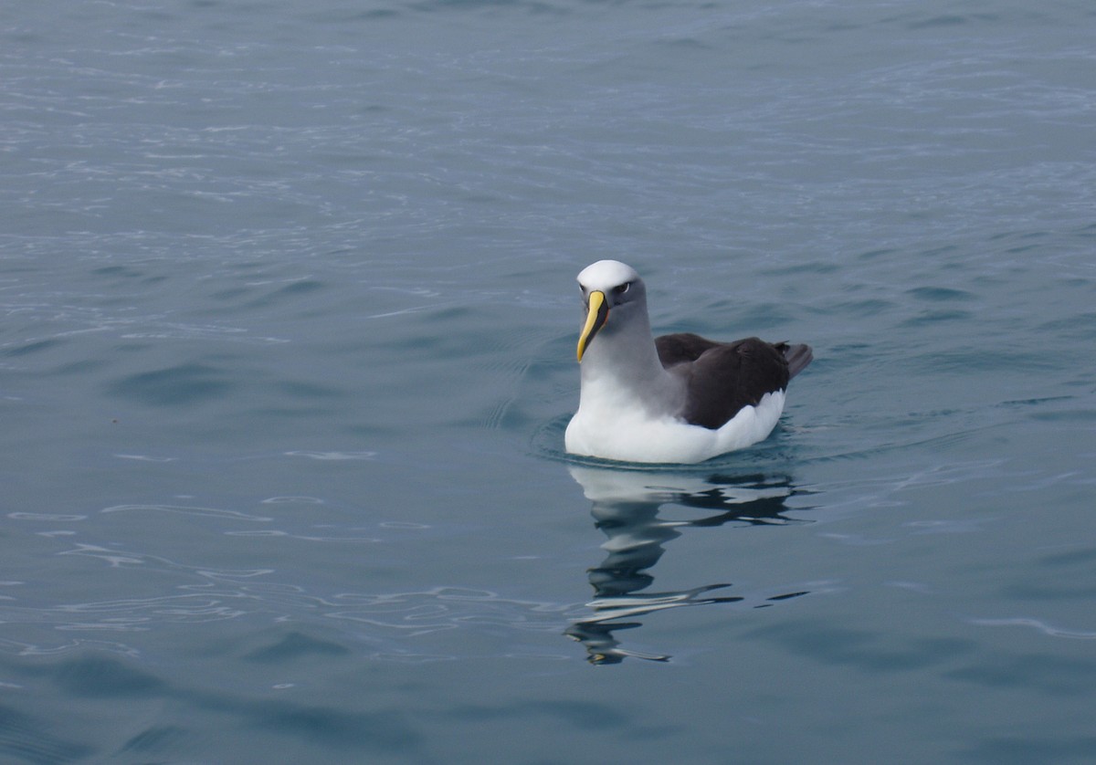 Buller's Albatross - ML41049361