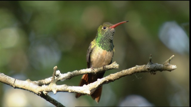 kolibřík yukatanský (ssp. cerviniventris/chalconota) - ML410494