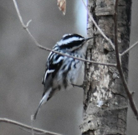 Black-and-white Warbler - ML410494591