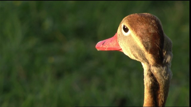 Black-bellied Whistling-Duck (fulgens) - ML410496