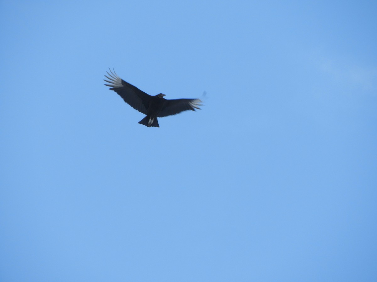 Black Vulture - ML410497501