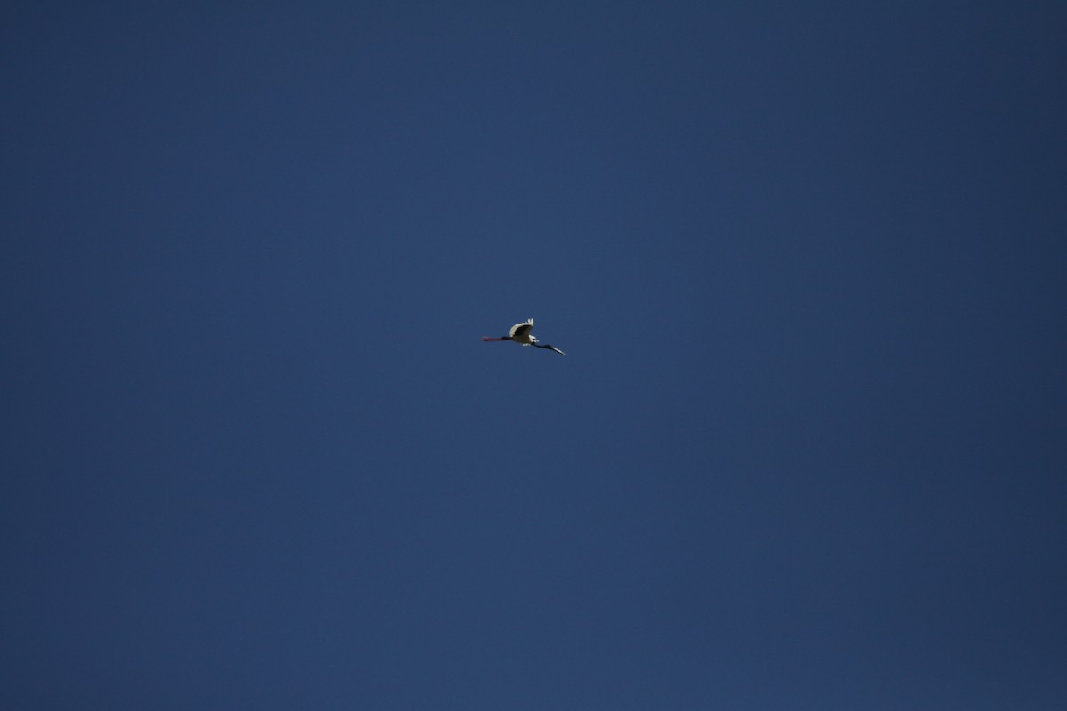 Black-necked Stork - ML41049921
