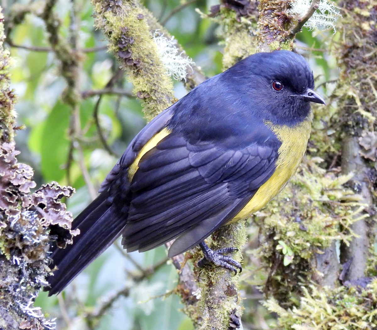 Black-and-yellow Silky-flycatcher - ML410500481