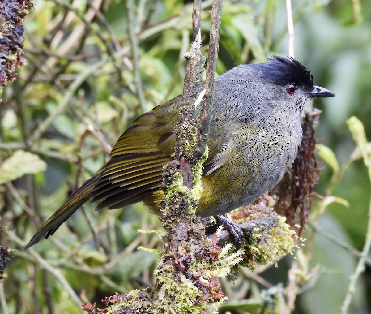 Black-and-yellow Silky-flycatcher - ML410500531