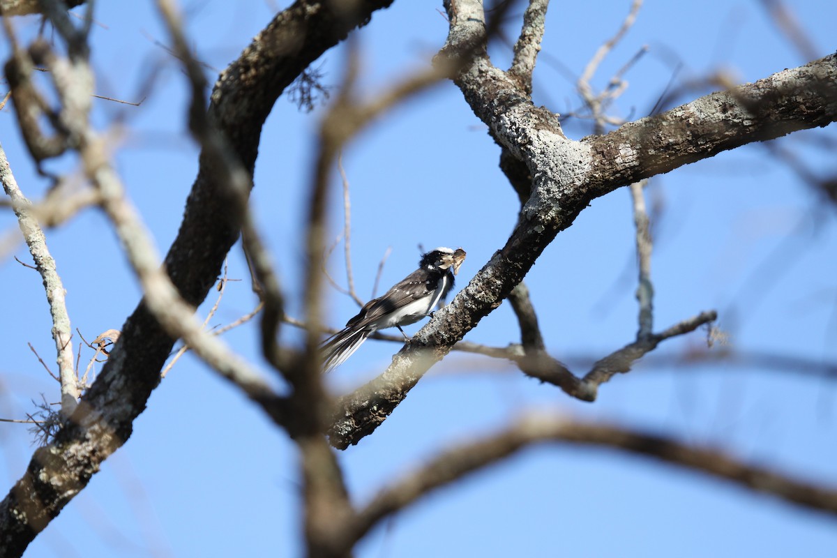 White-browed Fantail - ML41050351