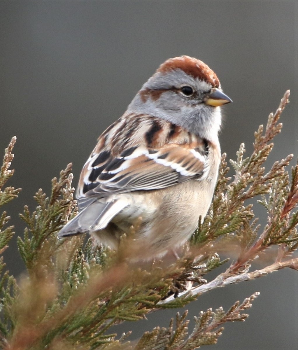 American Tree Sparrow - ML410510161