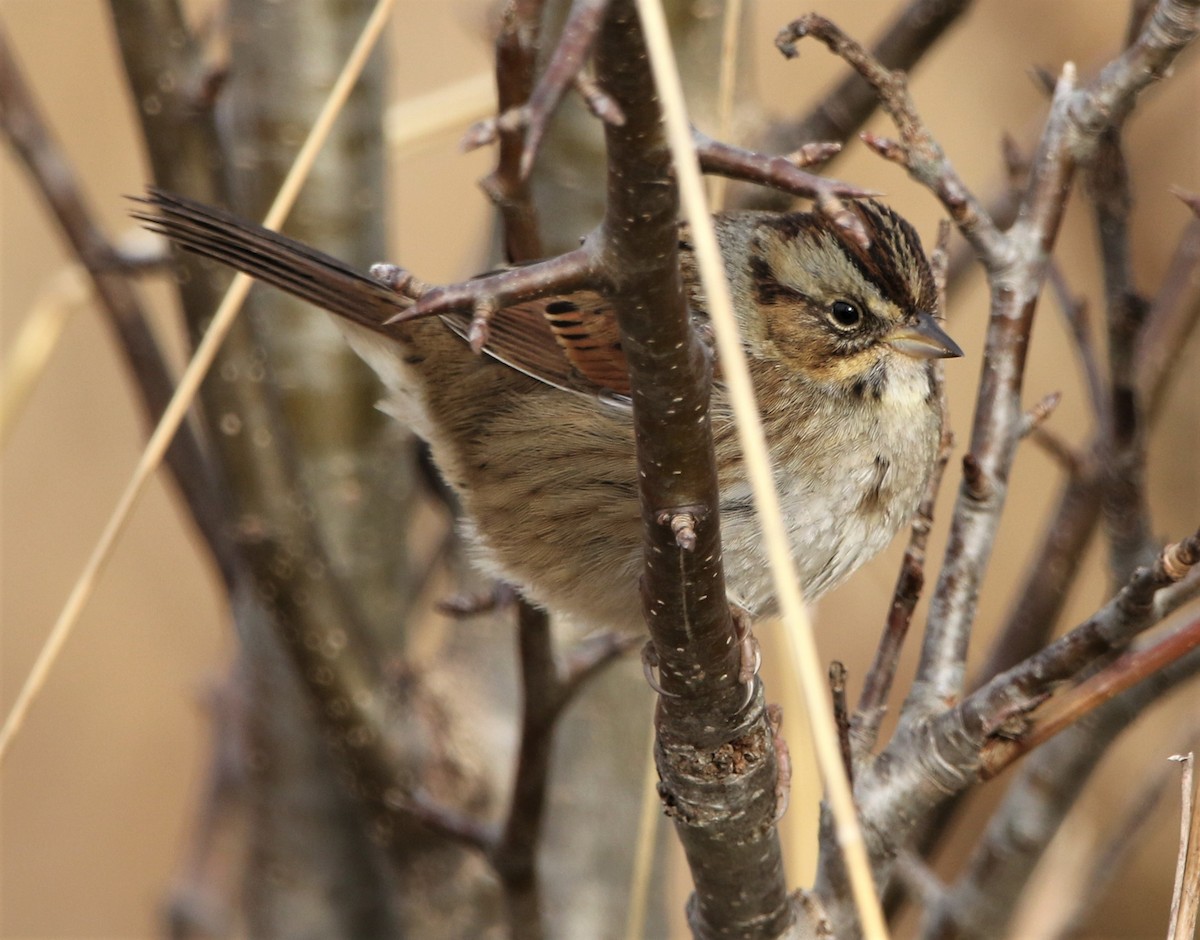 Swamp Sparrow - ML410510291