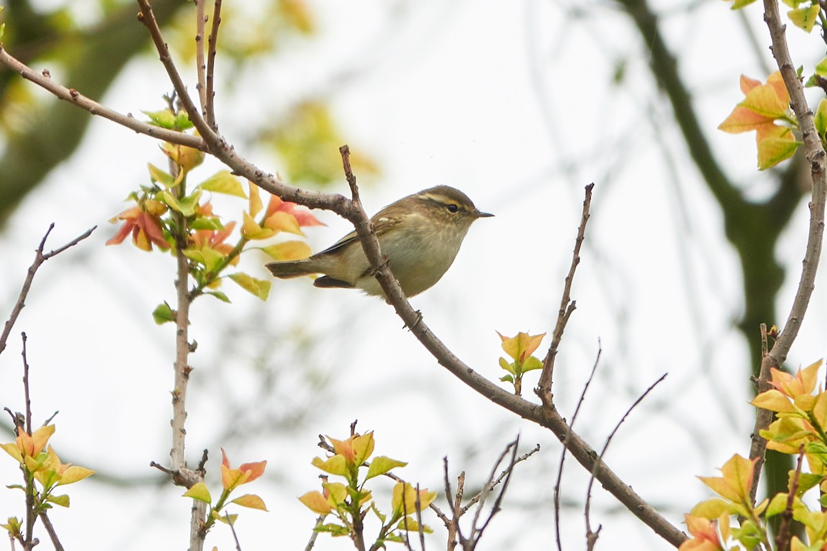 Yellow-browed Warbler - ML410515381