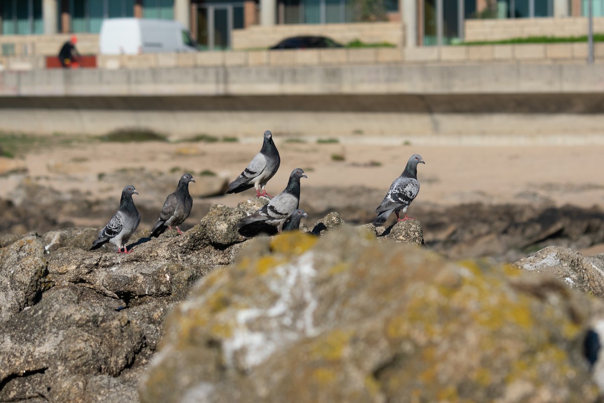 Rock Pigeon (Feral Pigeon) - ML410515821