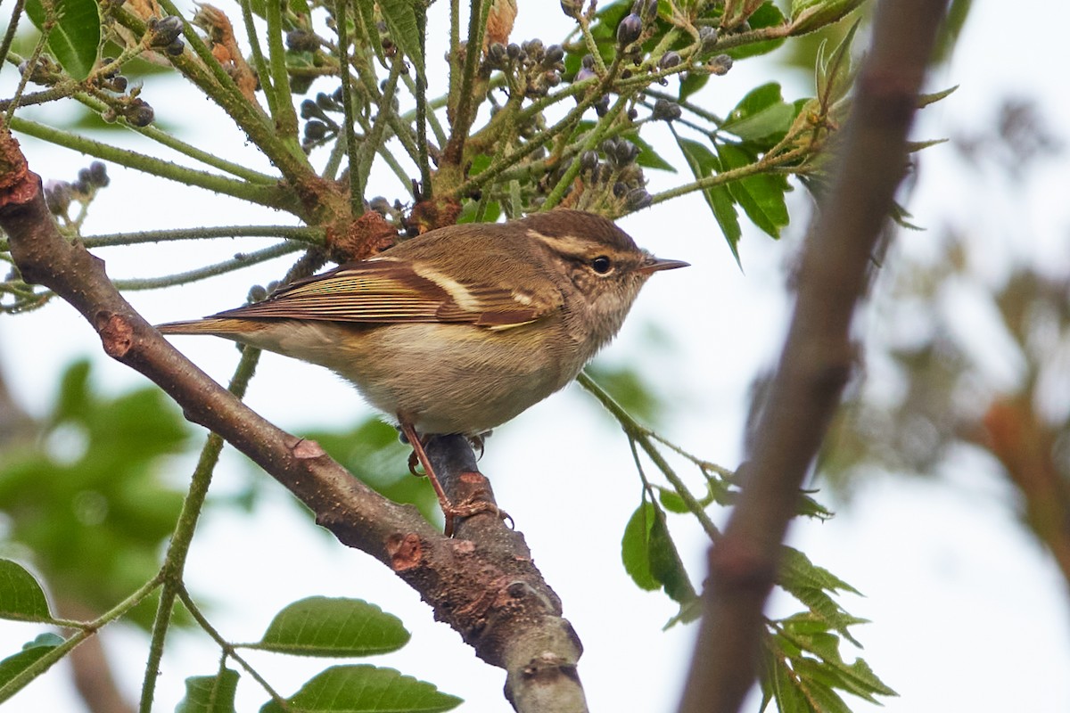 Yellow-browed Warbler - ML410516391