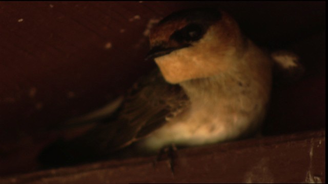 Cave Swallow (Texas) - ML410518