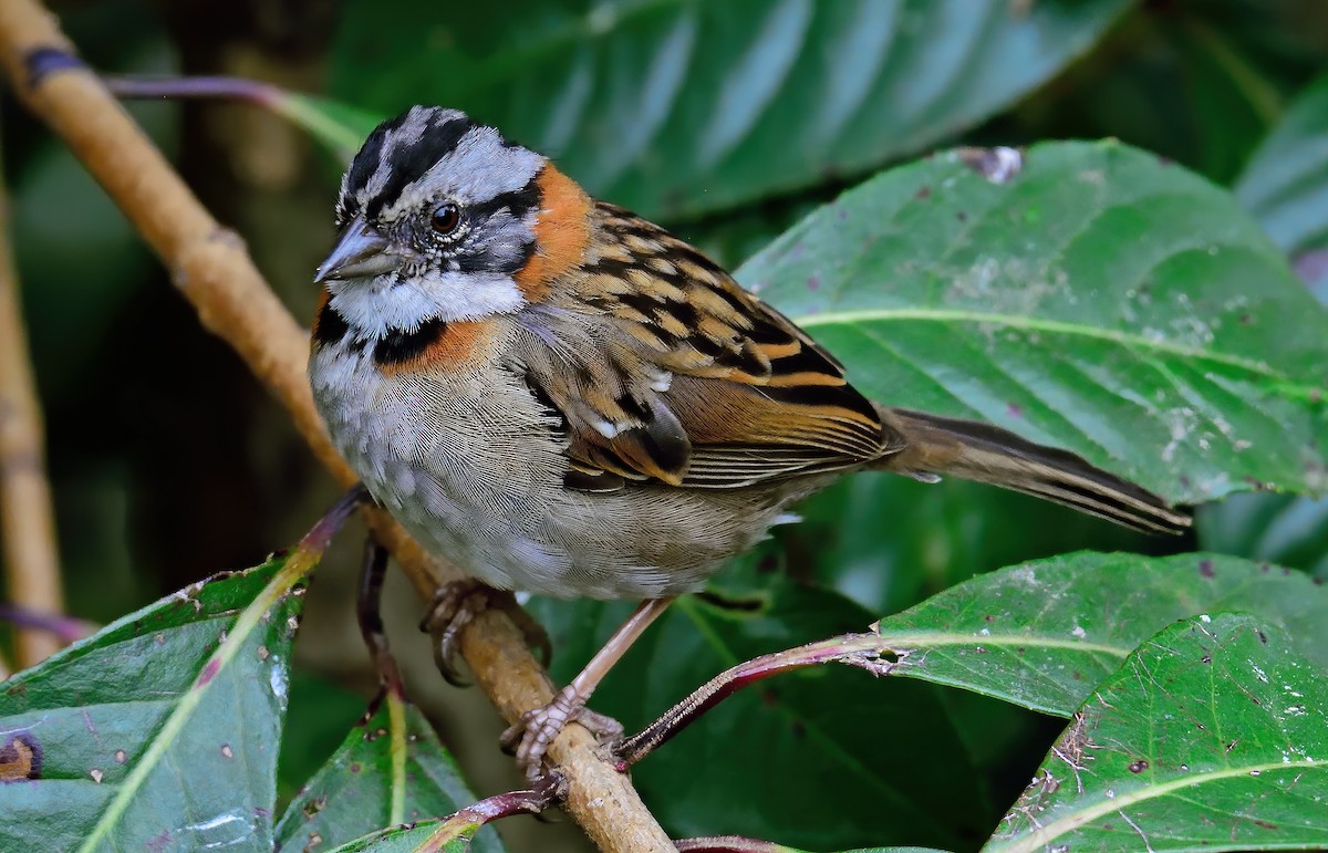 Rufous-collared Sparrow - ML410519981