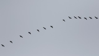 Canada Goose, ML41052191
