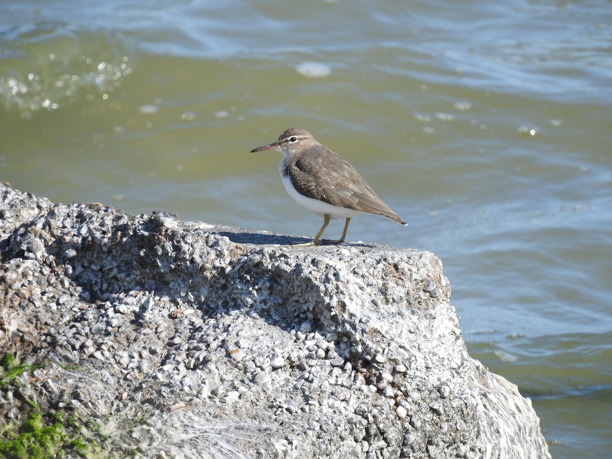 Spotted Sandpiper - Eric Haskell