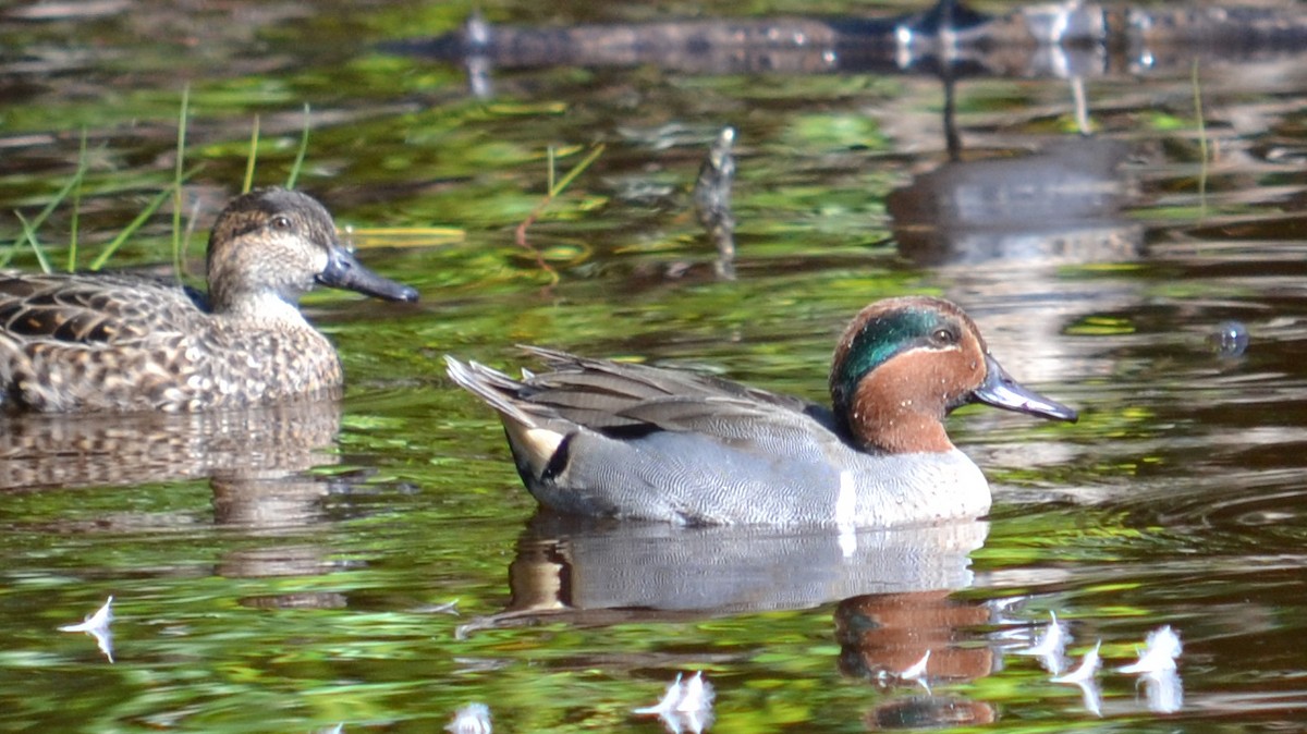 Green-winged Teal - Jason Rieger