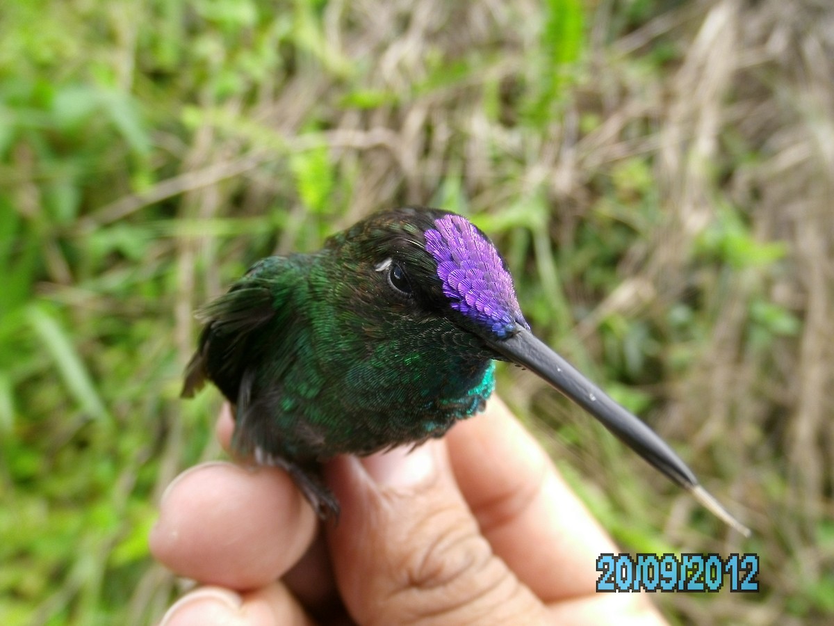 kolibřík fialovočelý - ML410542631