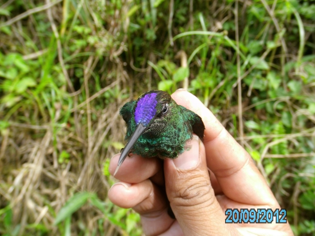 kolibřík fialovočelý - ML410543961