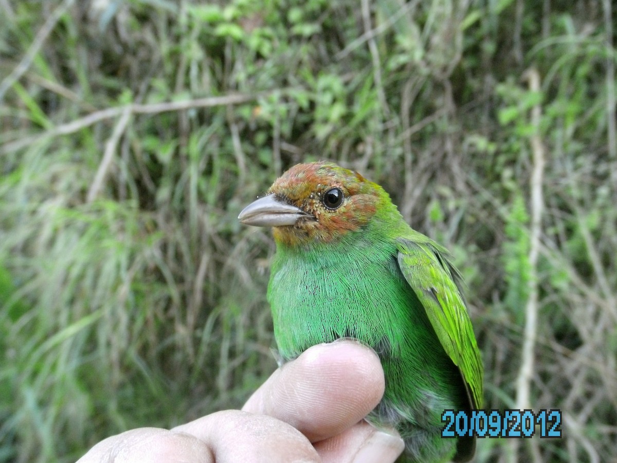 Bay-headed Tanager - ML410544301