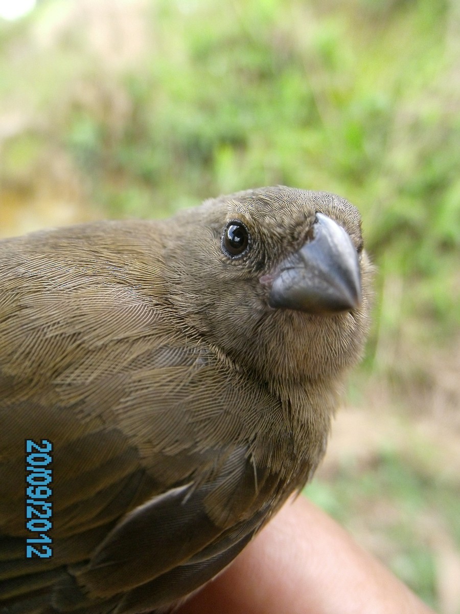 Yellow-bellied Seedeater - ML410544461