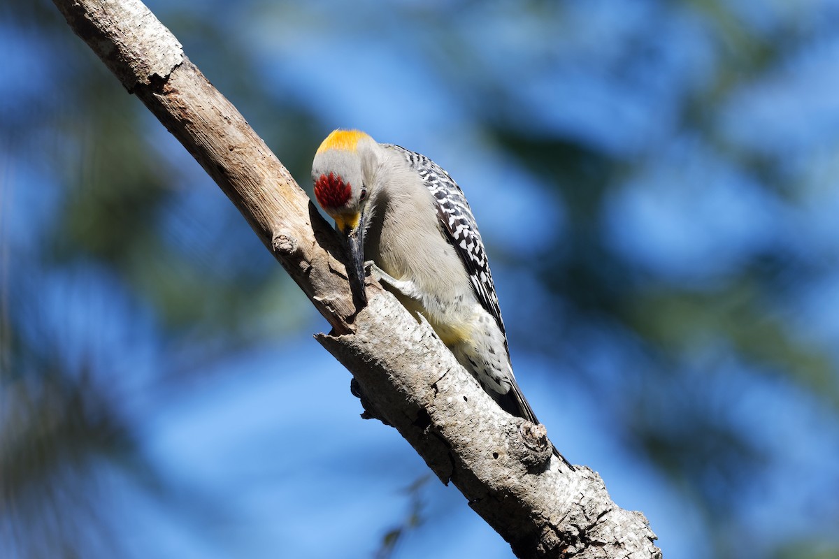 Golden-fronted Woodpecker - ML410551561
