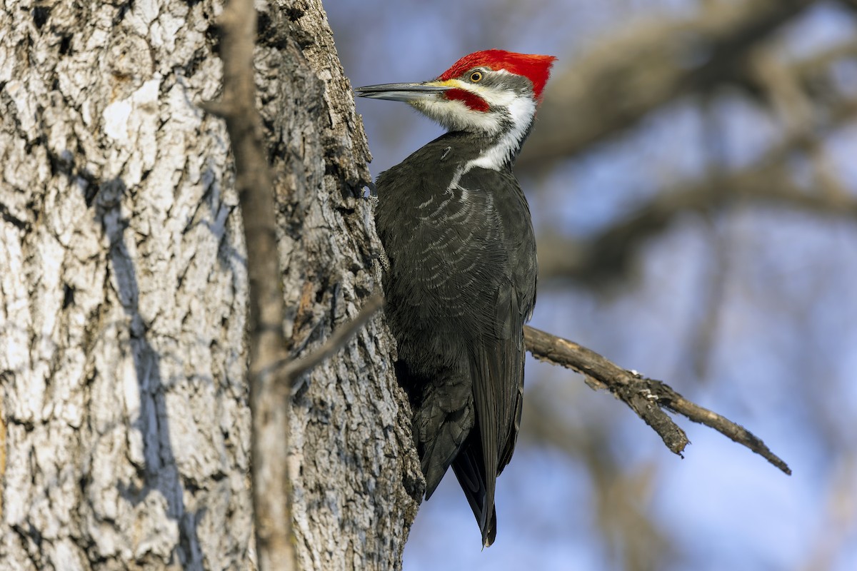 Pileated Woodpecker - James Angus