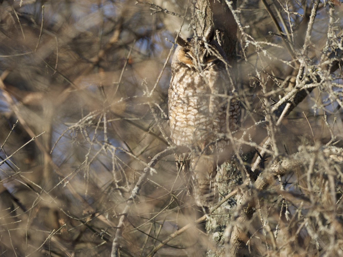 Long-eared Owl - Matthew Husson