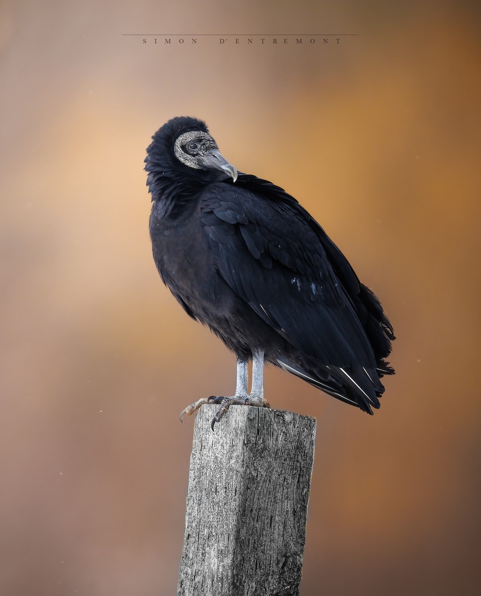 Black Vulture - ML410564321