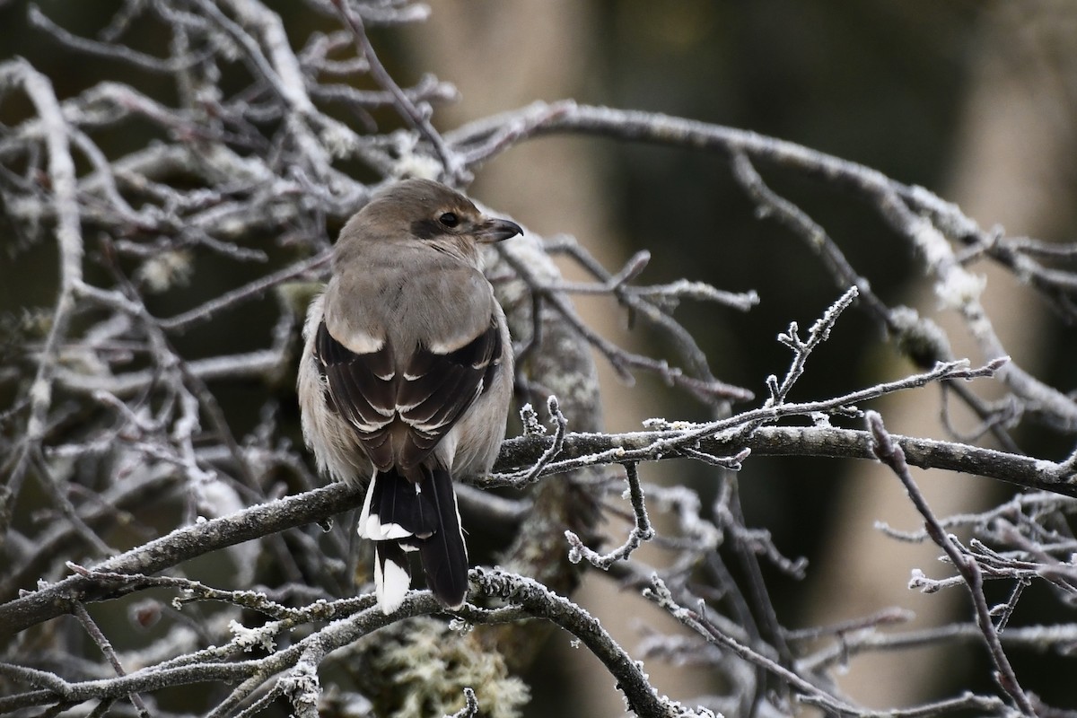 Northern Shrike - Epi Shemming