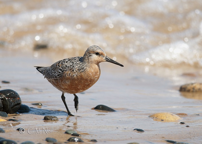 Red Knot - Chris Neri