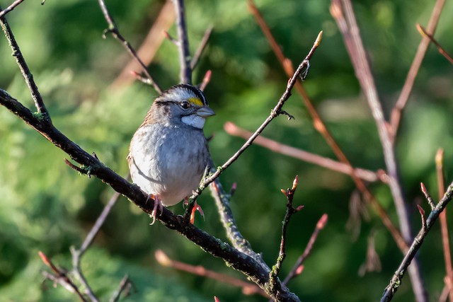 White-throated Sparrow at Abbotsford - Downes Road Home/Property by Randy Walker