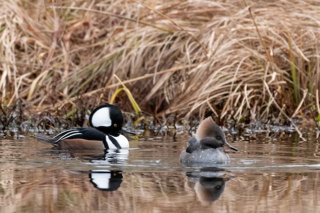 Hooded Merganser at Abbotsford - Downes Road Home/Property by Randy Walker