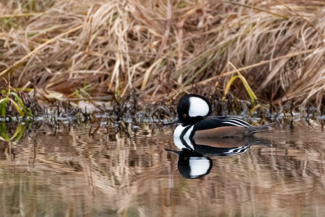 Hooded Merganser at Abbotsford - Downes Road Home/Property by Randy Walker