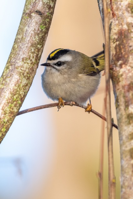 Golden-crowned Kinglet at Abbotsford - Downes Road Home/Property by Randy Walker