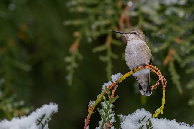 Anna's Hummingbird at Abbotsford - Downes Road Home/Property by Randy Walker