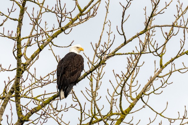 Bald Eagle at Abbotsford - Downes Road Home/Property by Randy Walker