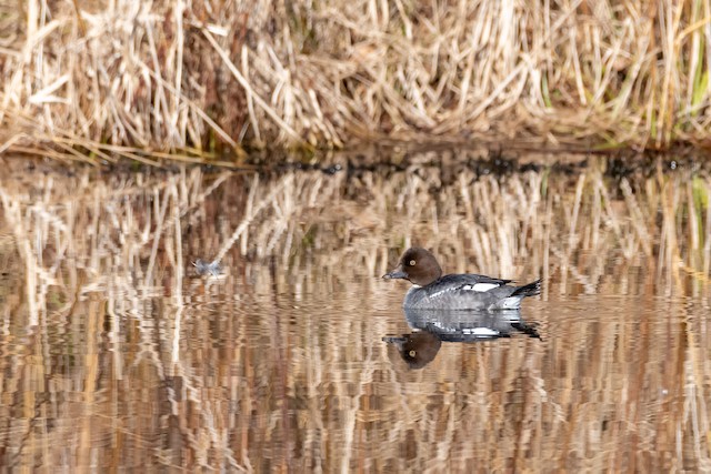 Common Goldeneye at Abbotsford - Downes Road Home/Property by Randy Walker