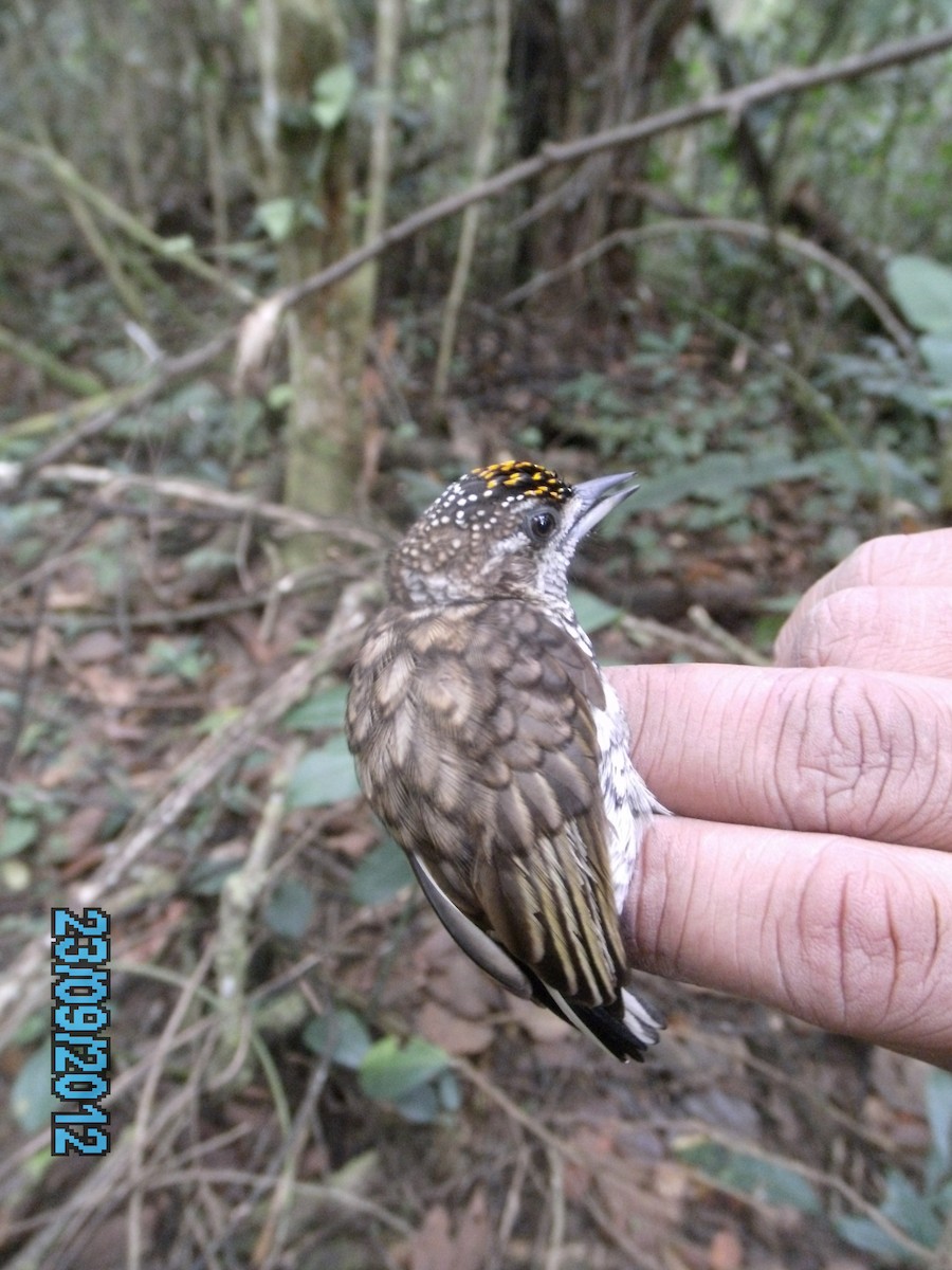 Scaled Piculet - ML410576211