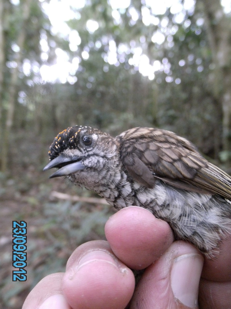 Scaled Piculet - ML410576341