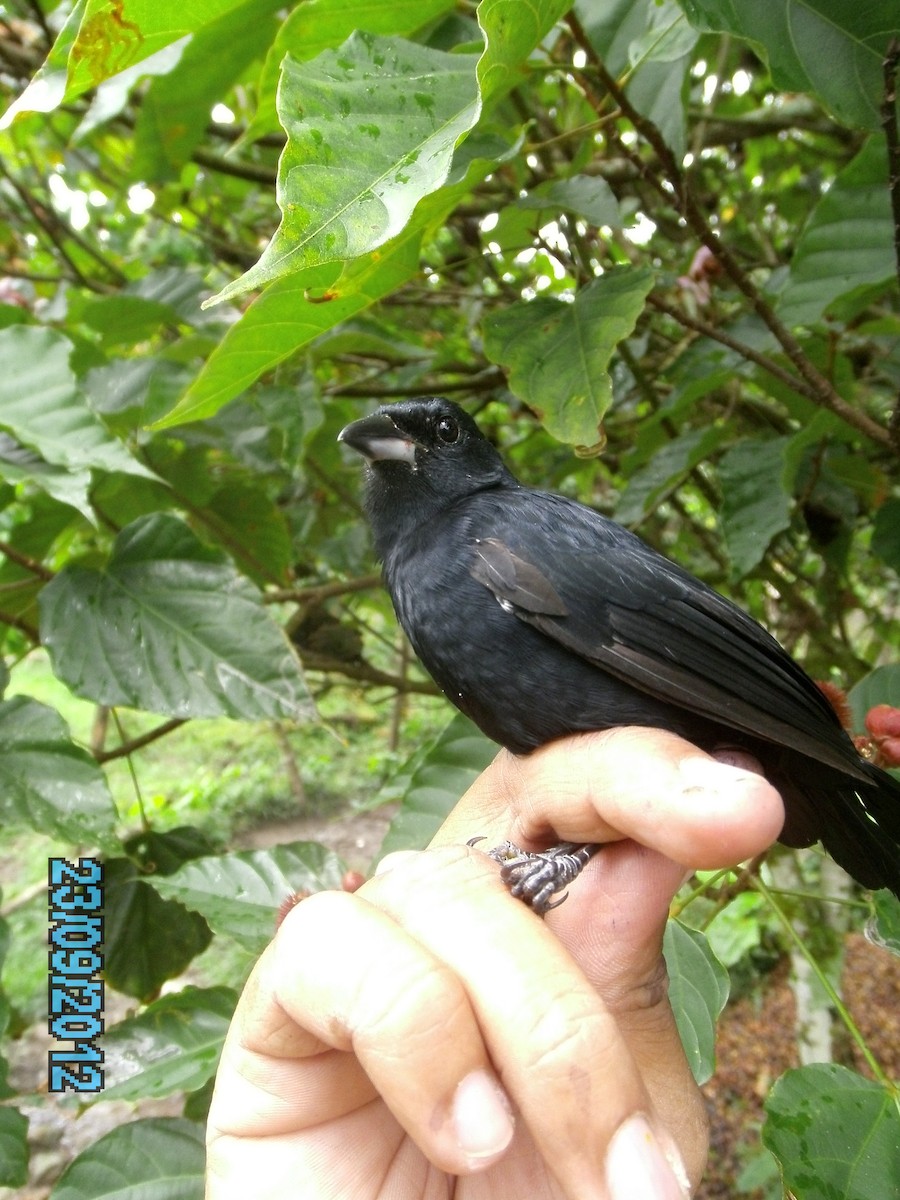 White-lined Tanager - ML410576691