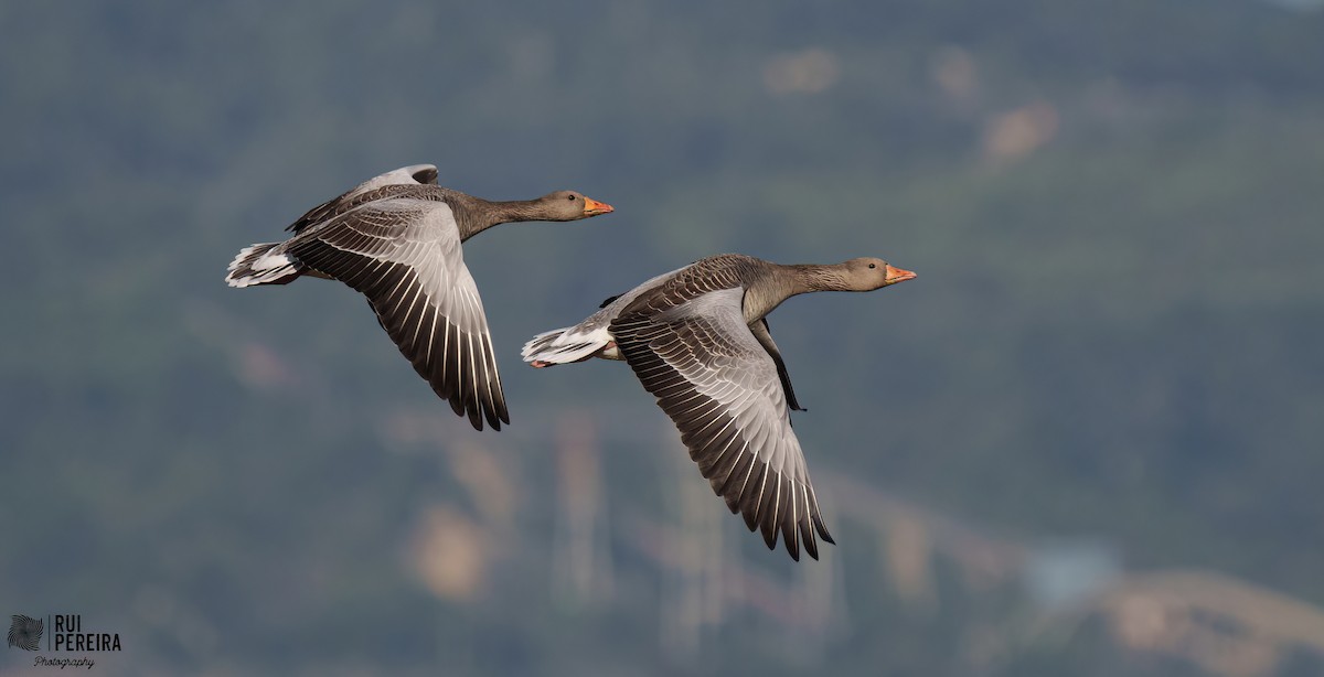 Graylag Goose - Rui Pereira | Portugal Birding