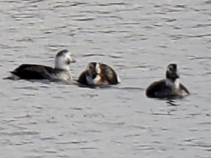 Long-tailed Duck - ML410577851