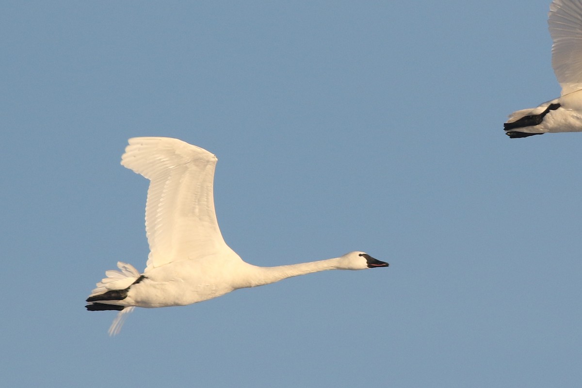 Tundra Swan (Whistling) - ML410578281