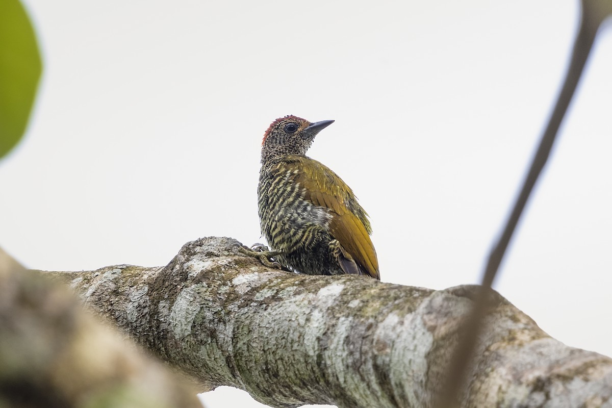 Green-backed Woodpecker (Little Green) - ML410579411