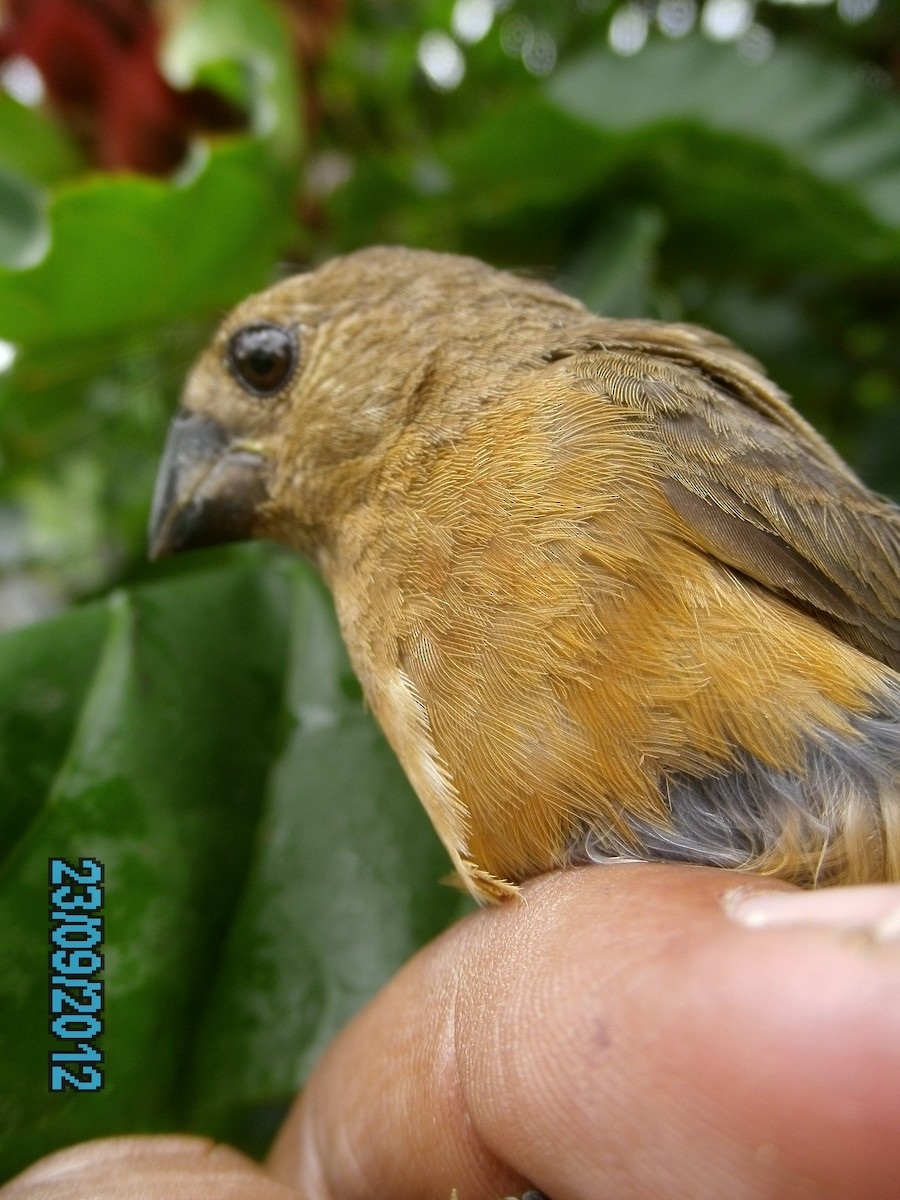 Yellow-bellied Seedeater - ML410579621